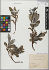Foto von Salix glabra Scop.